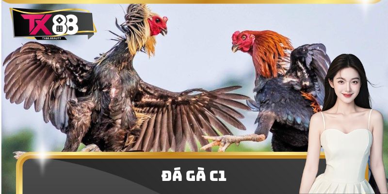 Đá Gà C1 - Điểm Chơi Giải Trí Trực Tuyến Top Đầu Thị Trường