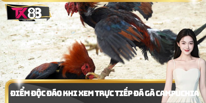 Trực Tiếp Đá Gà Campuchia - Điểm Xem Kịch Tính Và Thu Hút 1 Điểm độc đáo khi xem trực tiếp đá gà Campuchia